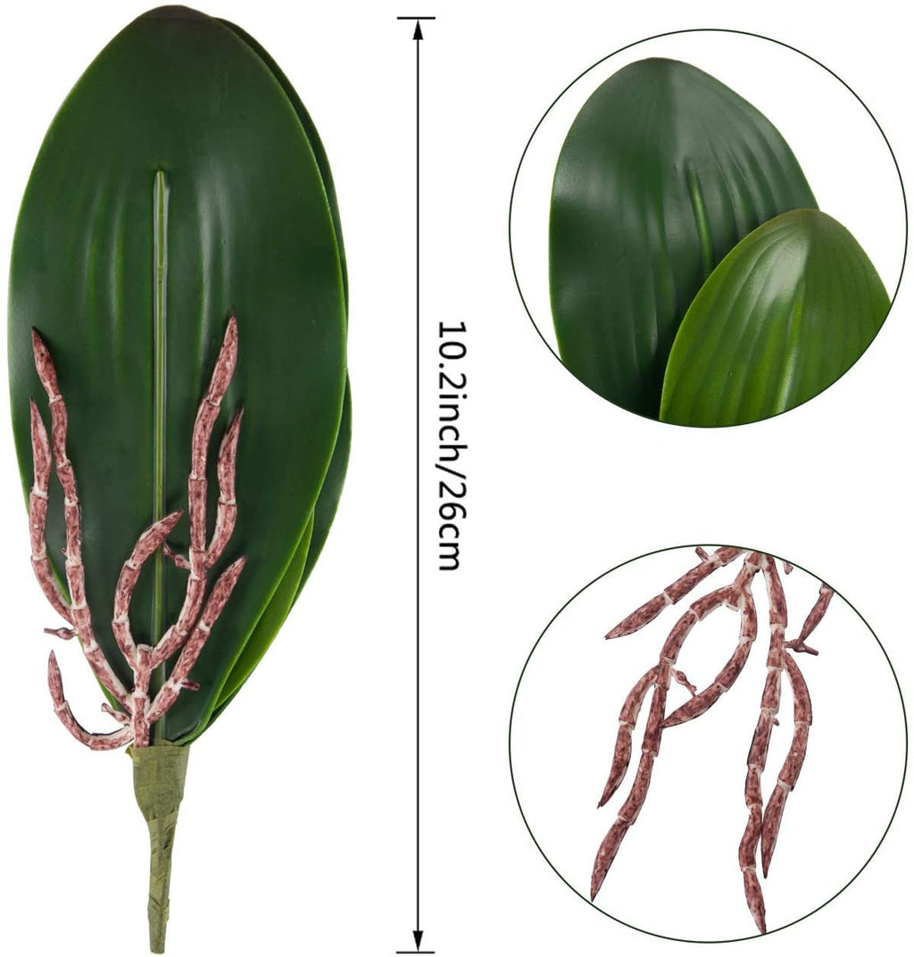 Orchid leaf detail with vein
