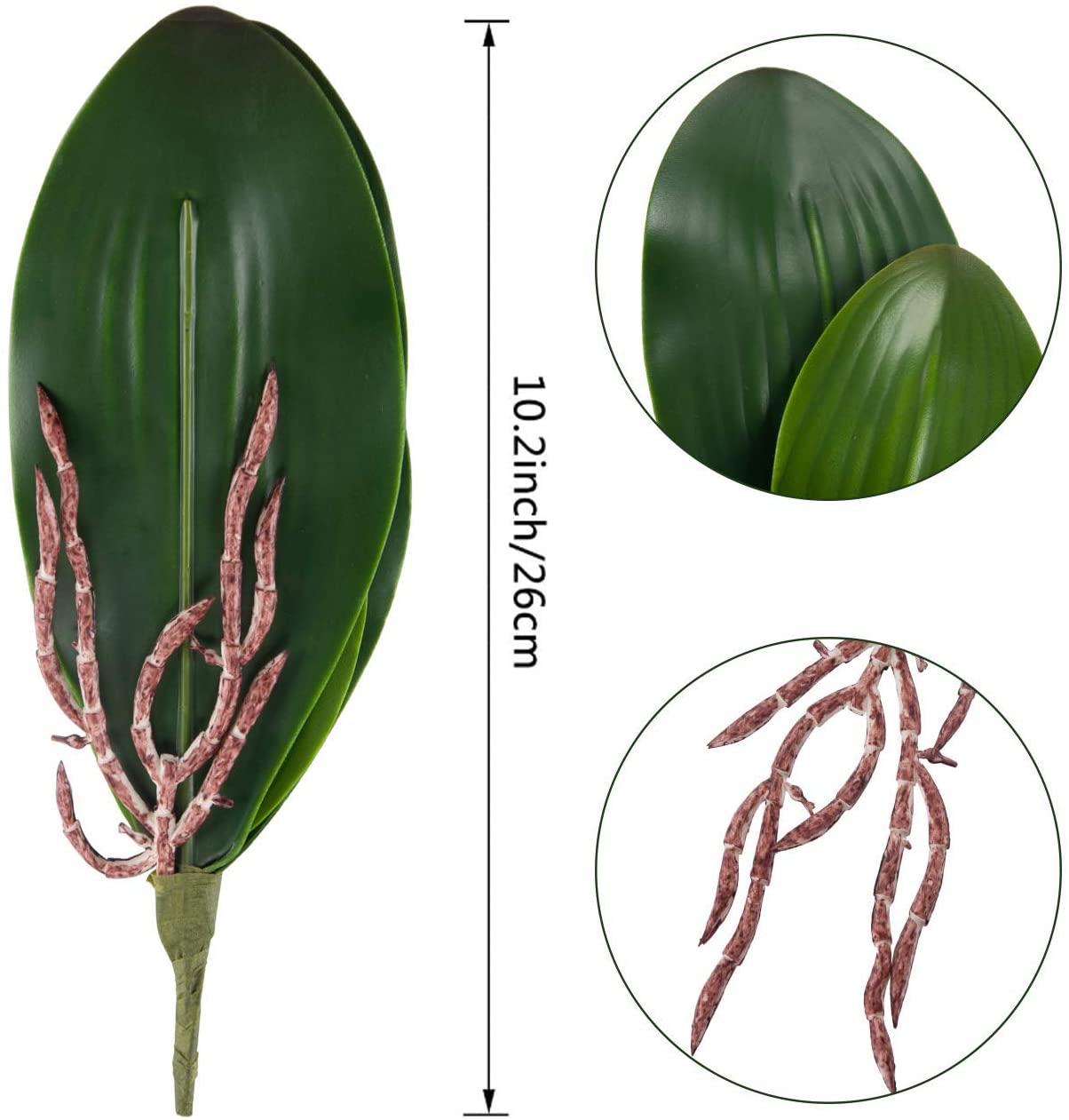 Orchid leaf detail with vein