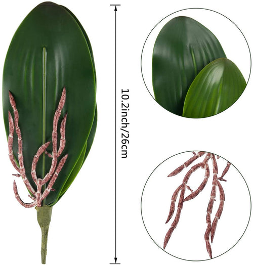Orchid leaf detail with vein