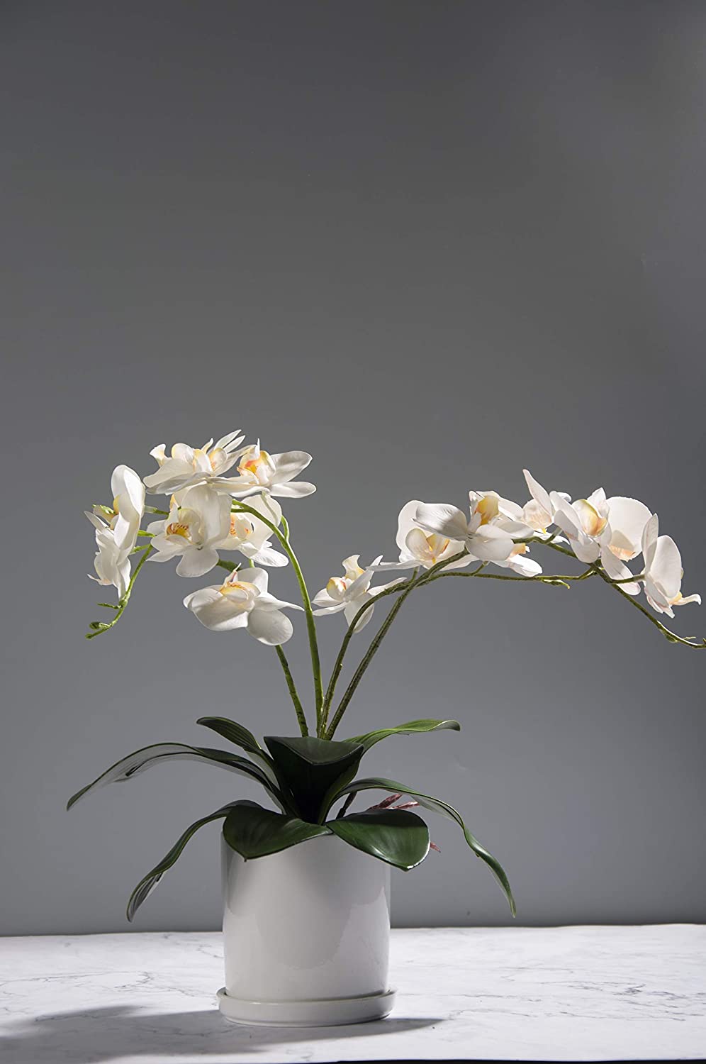 Orchid leaves with aerial roots