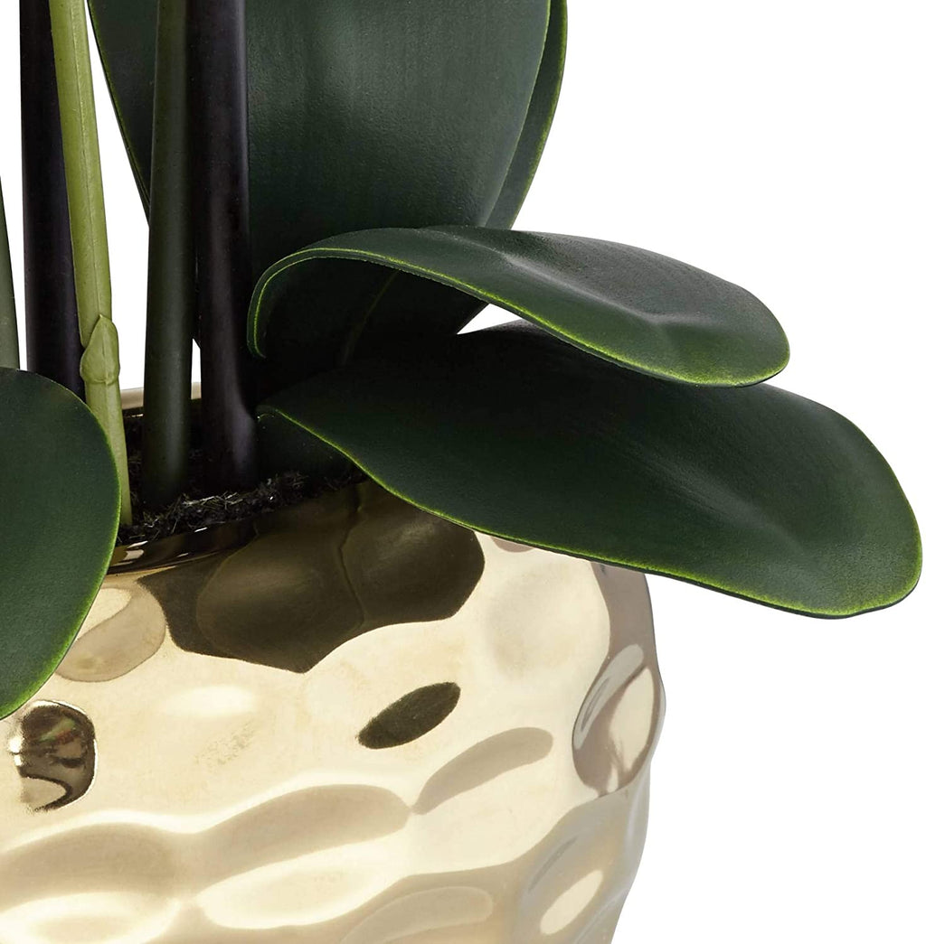 Orchid leaves and aerial roots in the pot
